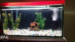 Aquarium for sale in very cheap rate