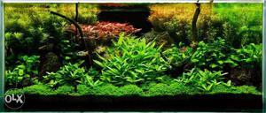 Aquarium live plants available.. pm me for rate list
