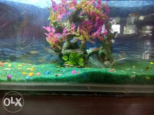 Aquarium with 16 tetra fishes and one betta fish