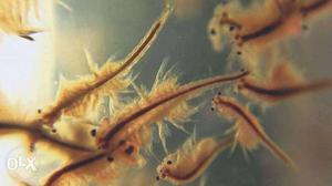 Baby Brine Shrimp (artemia Cyst-eggs) hatching