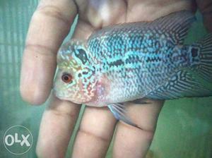 Baby flowerhorn with head popped