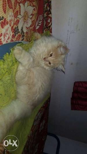 Beige Cat In Hubballi