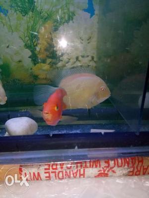 Best offer red parot pair fish for Rs  inch