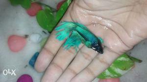 Betta Fishes *wholesale Rate * many Colours