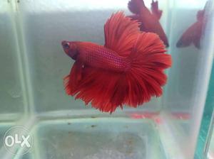 Betta fish buy