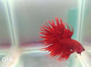 Betta fish buy crowntail negotiation possible