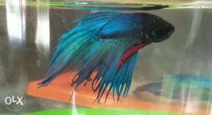 Betta fish for sale only 150/-