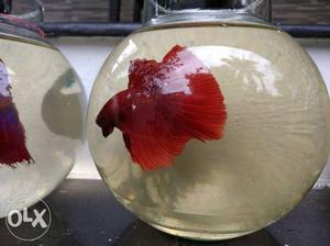 Betta fishes (directly imported from Thailand)
