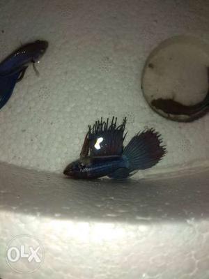 Betta fishes for sale, 4 fishes 100rs only.shipping