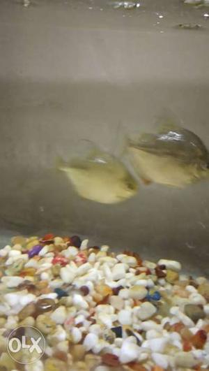 Big size dollar fish pair for sell High quality fish Price