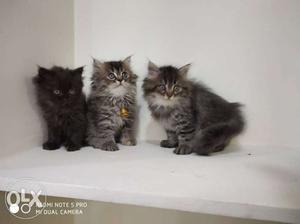 Black And White And Grey Kittens