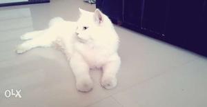 Breed: Persian cat, friendly cat 9 month old