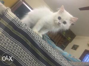 Breed:Dollface British longhair Age:2Month
