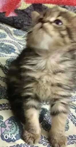 Brown persian kitten