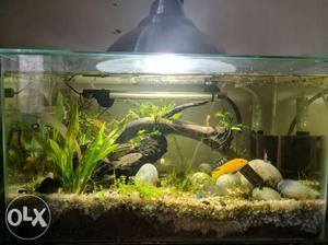 Cichlids for sale