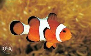 Clown fish percula