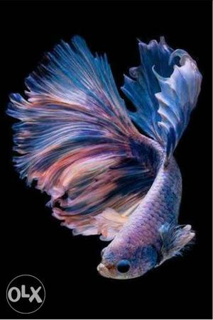 Colourfull fish