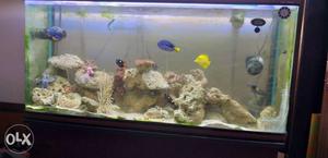 Contact for marine aquariums, fishes,corals and