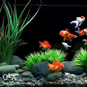 Crystal clear WATER for aquarium specially for discus & all