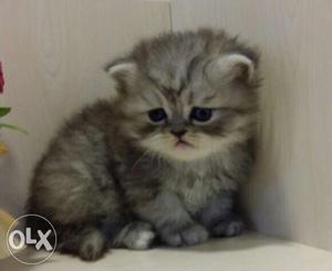Cute Grey Persian Kitten