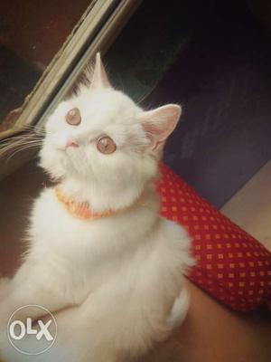 Cute female Persian breed with brown eyes.. 3½