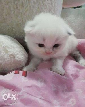 Cute persian kitten for sale cash on delivery