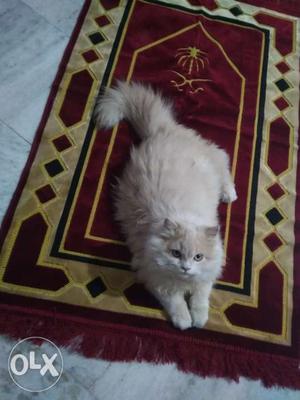 Cute persian male cate.18 months old.
