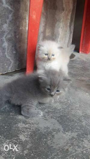 Cuteset Persian kitten available each at 
