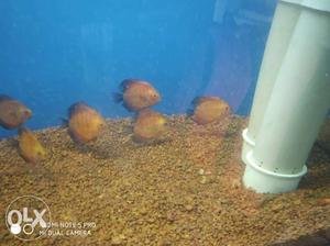 Discus fish of  inch red melon blue
