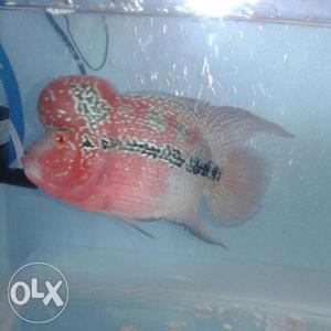 Dragon flowerhorn 1 year age...speed and