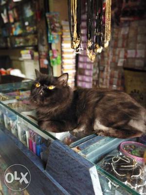 Extrm punch male cat for sell