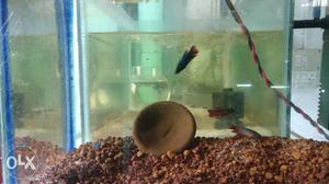 Female betta, fightr fishes for sale. 3 pieces