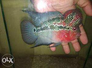 Fertile male, with good hatching rate