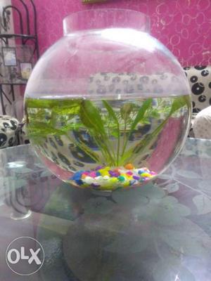 Fish Bowl 1ft diameter With Red Blue Betta,Food,GRAVEL,