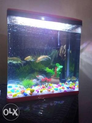 Fish aquarium bought 2 months back with 5 fishes,