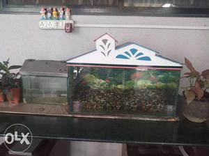 Fish aquarium set with fish