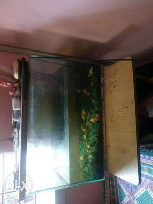 Fish tank without fish and without other