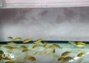 Fishes 30 rs per piece and 50 rs pair in healthy