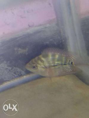 Flower horn fish fish.good quality.. Only 200