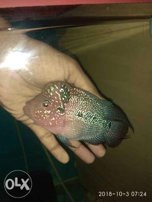 Flowerhorn Srd for sale at very low prise.