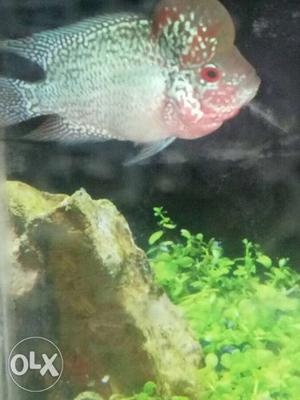 Flowerhorn fish for sell price negotiable call me
