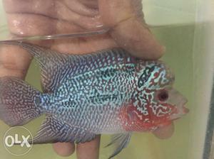 Flowerhorn for sales shipping possible if intrest