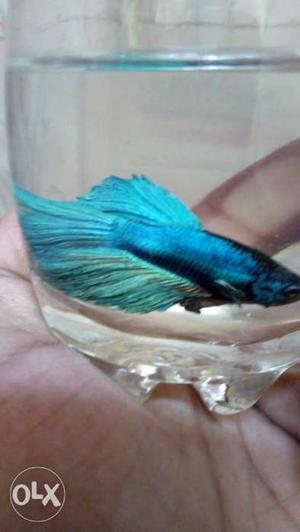 Full moon betta fish male