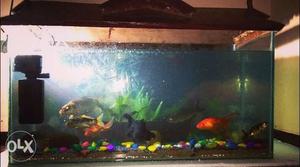 Full set aquarium, with fishes, filter and