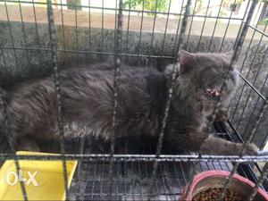 Fulll punch gray male cat available no urgent