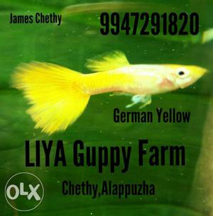 German Yellow Guppy For Sale... Alappuzha
