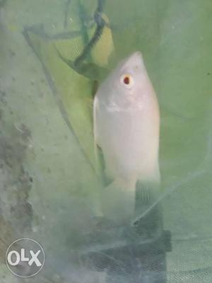 Giant gourami one piece