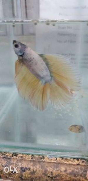 Golden double tail betta