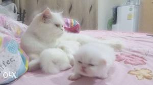 Golden eyes cat and kitten for sale cash on delivery call me