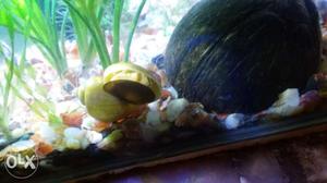 Good quality apple snail.size 2inch